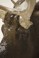 Moose Face