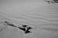 Driftwood in the Dunes