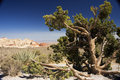 Wind Blasted Tree