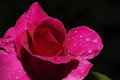 Rained on Rose