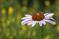 Coneflower wtih Yellow and Green