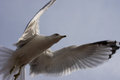 Flying Rat with Wings