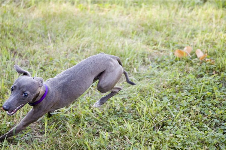 Running Pup
