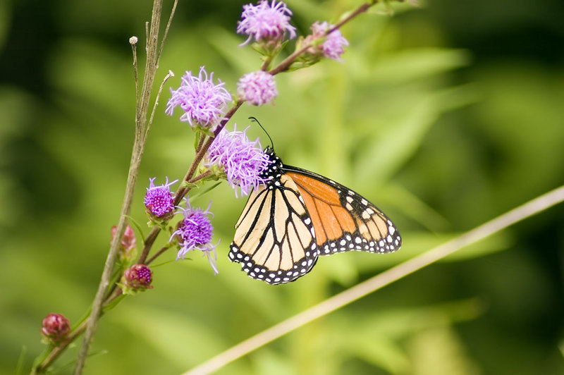Monarch Butterfly on a Thistle