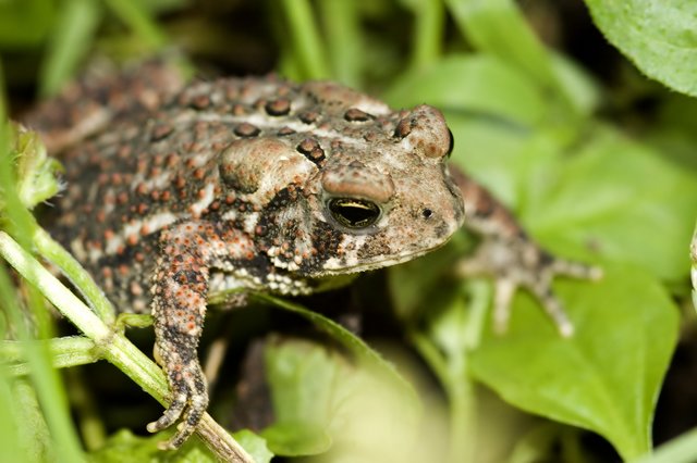 Toad in the Grass