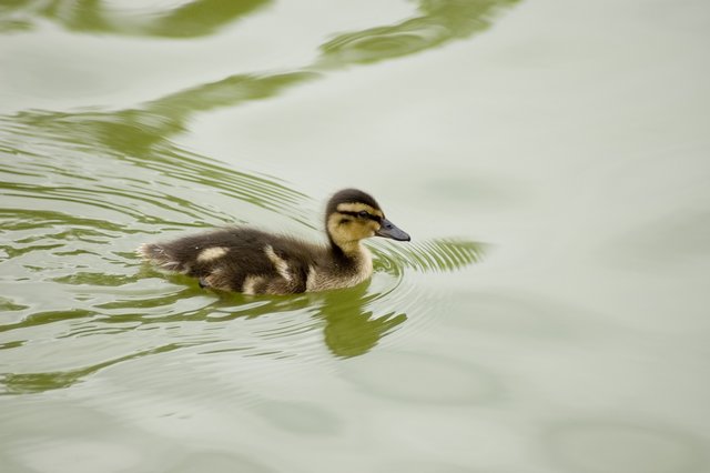 Wake of the Duckling