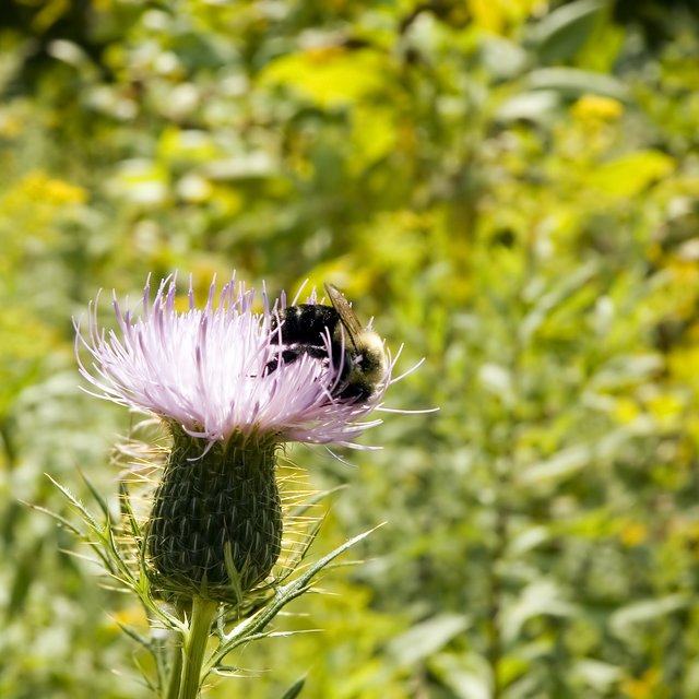 Bee on Thistle