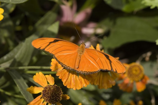 Camouflage Butterfly