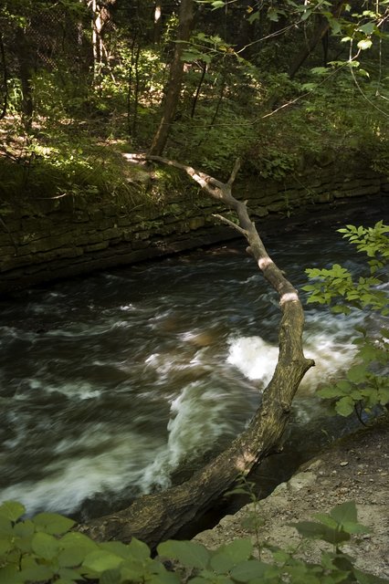 Fallen Tree Bridge