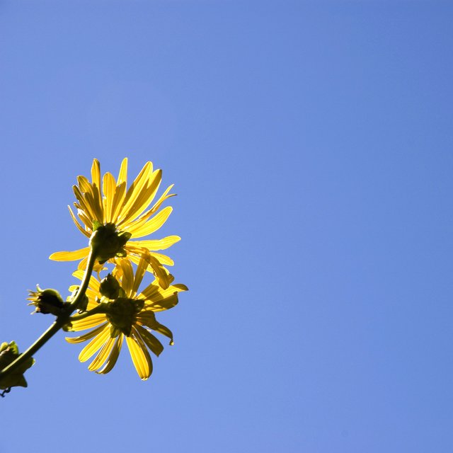 Stretching for the sky