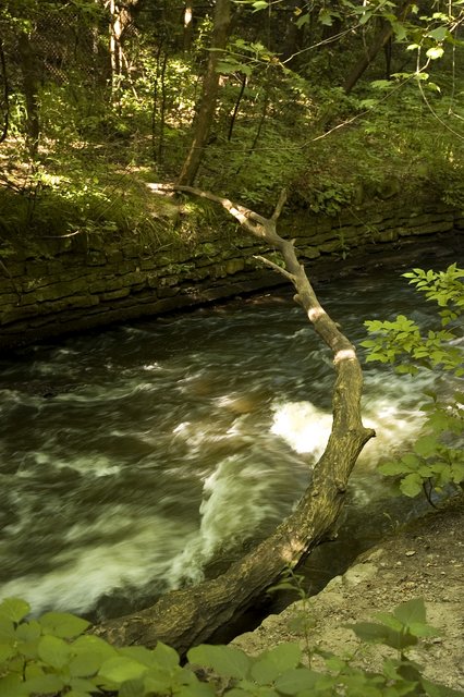 Fallen Tree Bridge Remixed