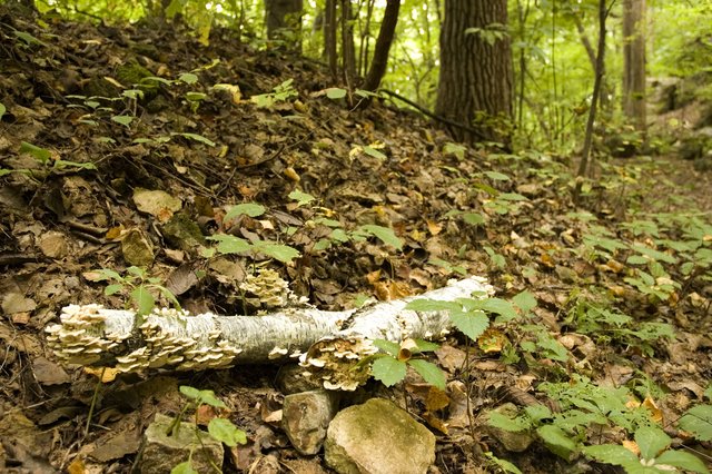 Fallen Birch Branch