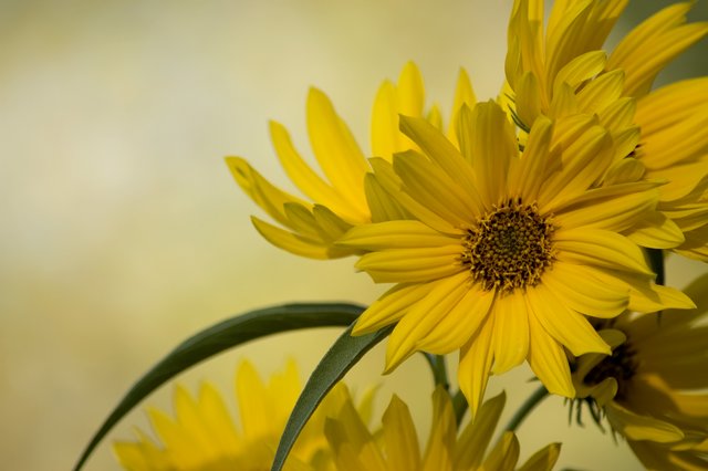 Flowers in the Sun