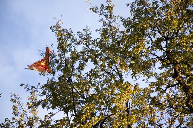 Kite Eating Tree