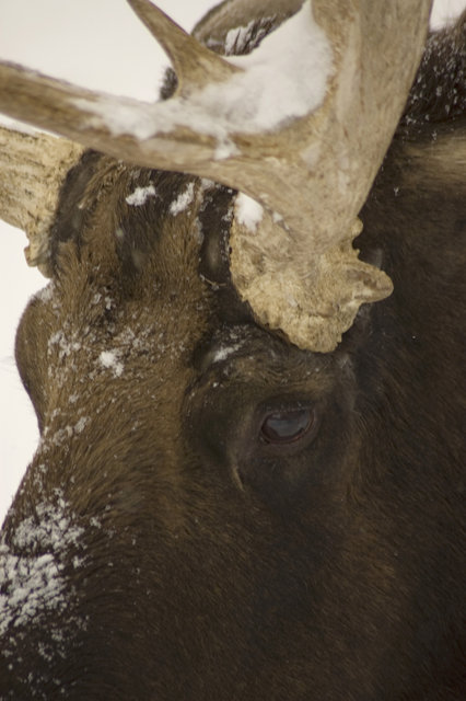 Moose Face