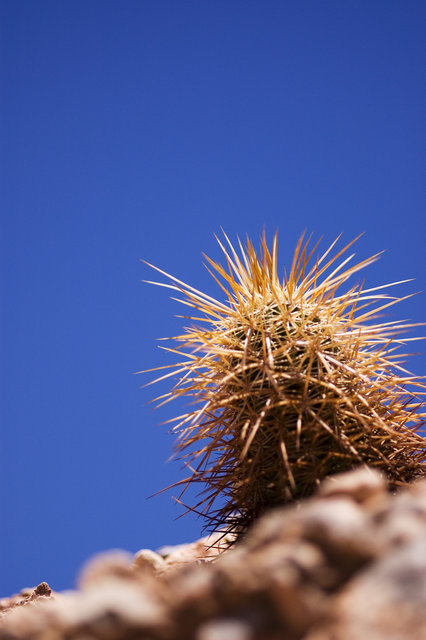 Spiky Cactus