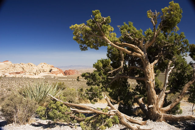 Wind Blasted Tree
