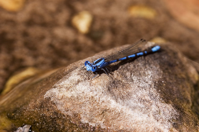 Blue DragonFly at the Oasis