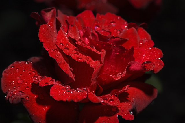 Rained Petals