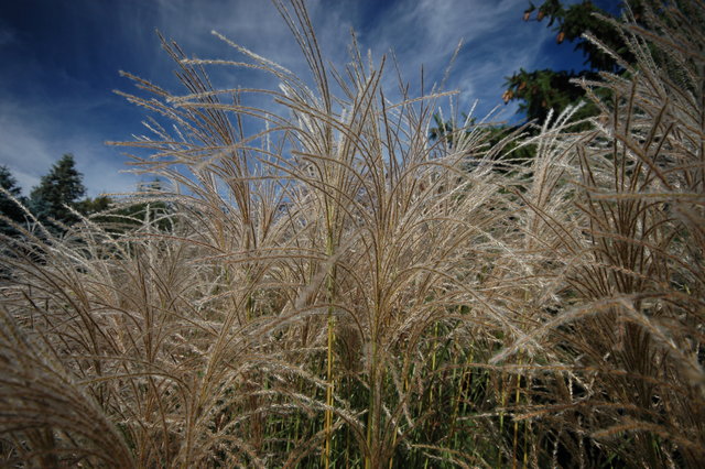 Prairie Grass