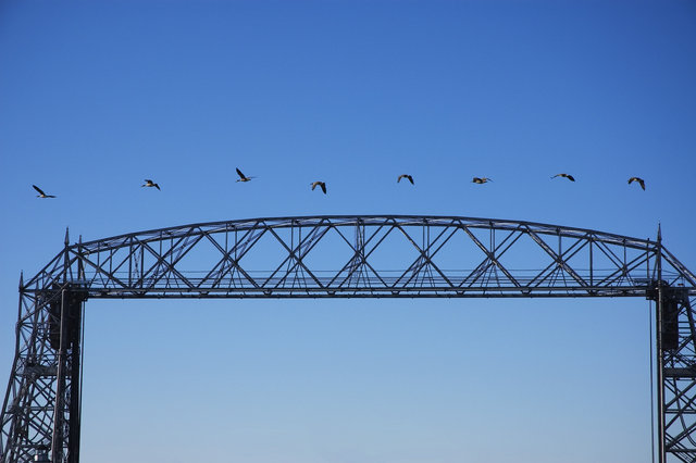Geese over Lift Bridge