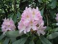 Pink Mountain Laurel