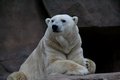 Wisconsin Polar Bear