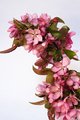 Crab Apple Twig