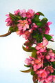 Crab Apple Twig 2