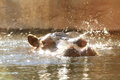 Hippo Ear Twitch