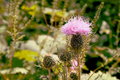 Thistle