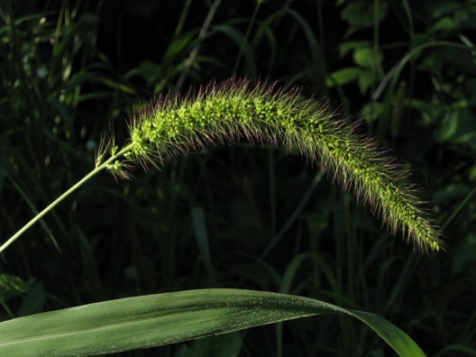 Grass Seed