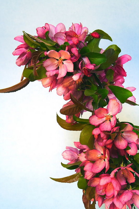 Crab Apple Twig 2