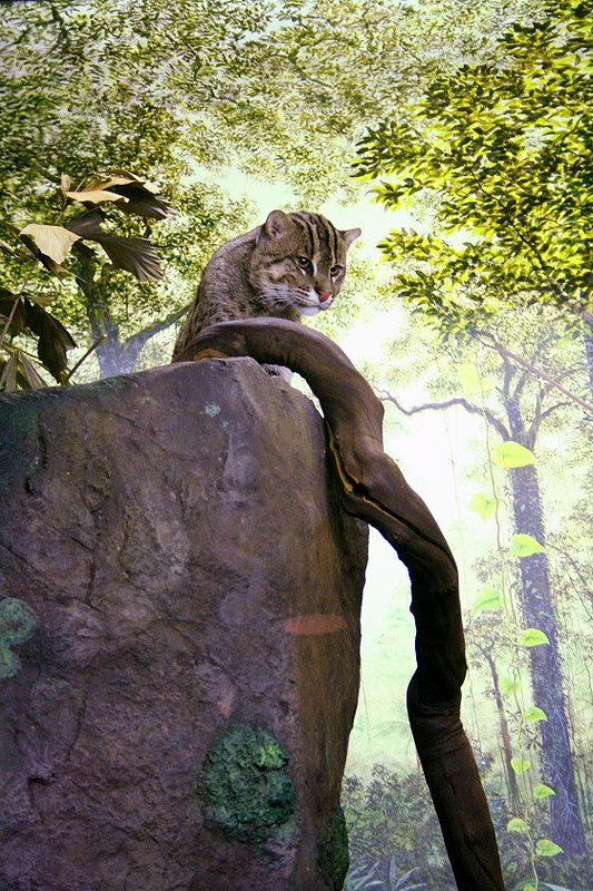 Zoo Cat 2