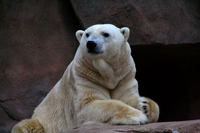 WI Polar Bear