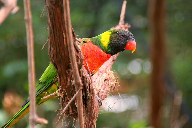 Australian Bird