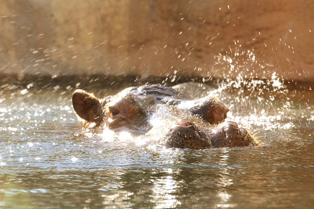 Hippo Ear Twitch
