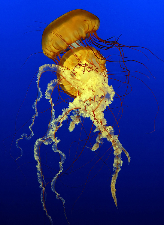 Deadly Dance