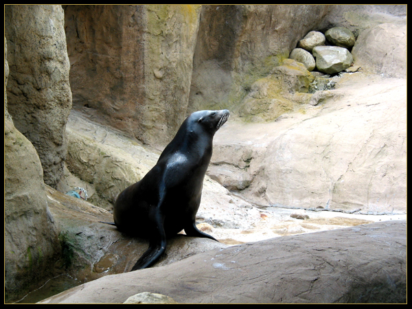 seal