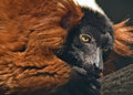 Lemur