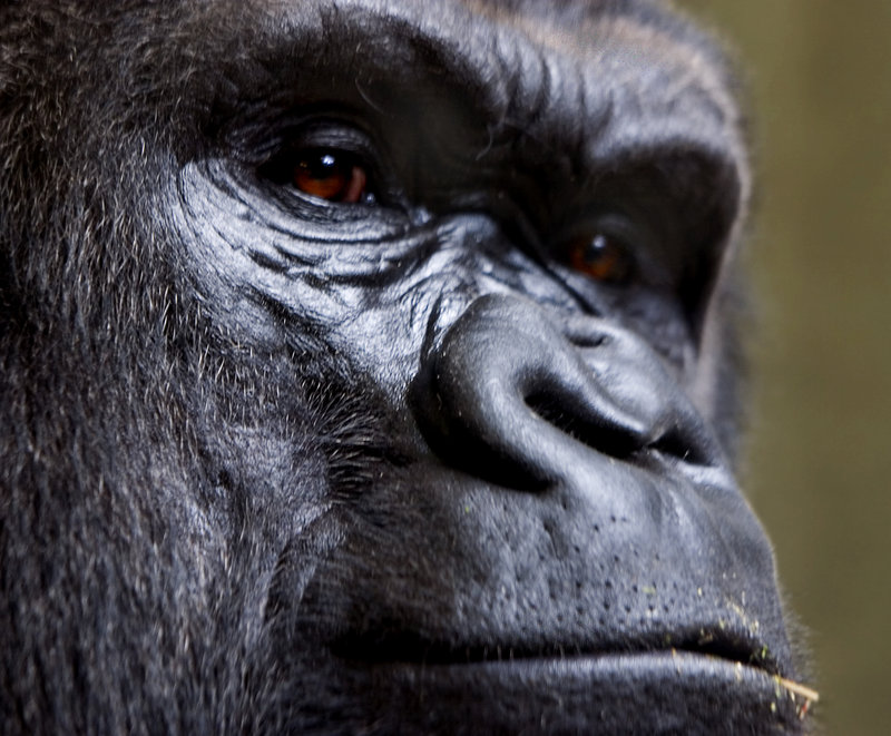 Gorilla