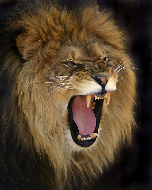 Hear Him Roar