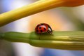 Ladybug