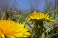 Dandelions
