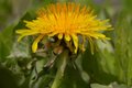 Dandelion