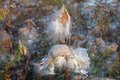 Milkweed