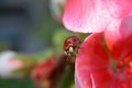 Ladybug