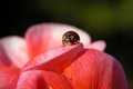 Ladybug