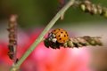 Ladybug