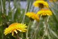 Dandelions